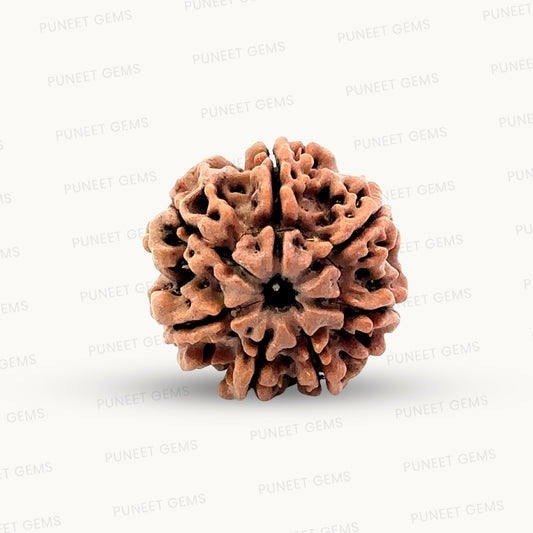 Natural 7 Mukhi Rudraksha – Wealth, Protection & Saturn Relief