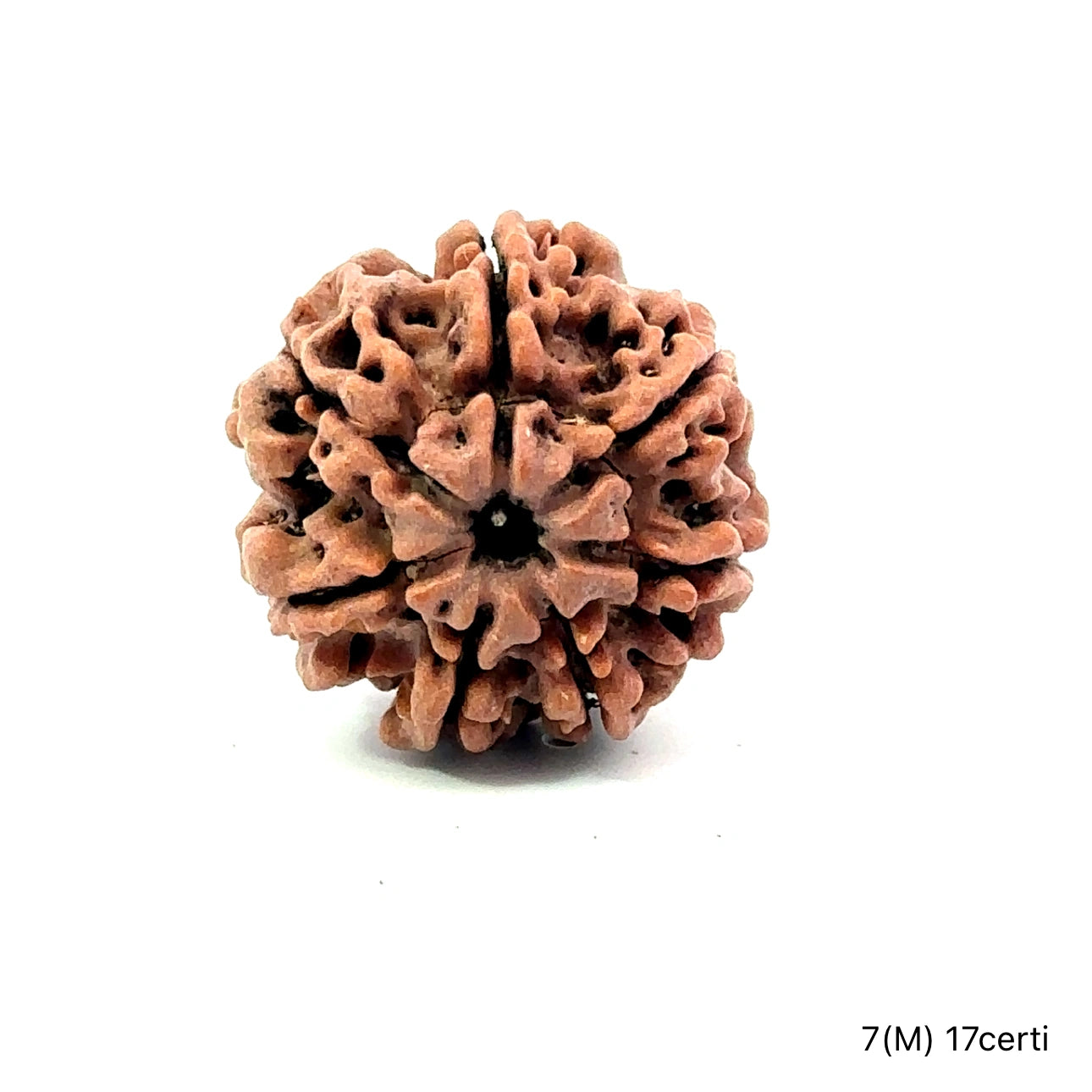 Natural 7 Mukhi Rudraksha – Wealth, Protection & Saturn Relief