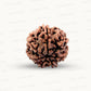 Natural 7 Mukhi Rudraksha – Wealth, Protection & Saturn Relief