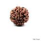 Natural 7 Mukhi Rudraksha – Wealth, Protection & Saturn Relief