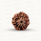 Natural 7 Mukhi Rudraksha – Wealth, Protection & Saturn Relief