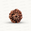 Natural 7 Mukhi Rudraksha – Wealth, Protection & Saturn Relief