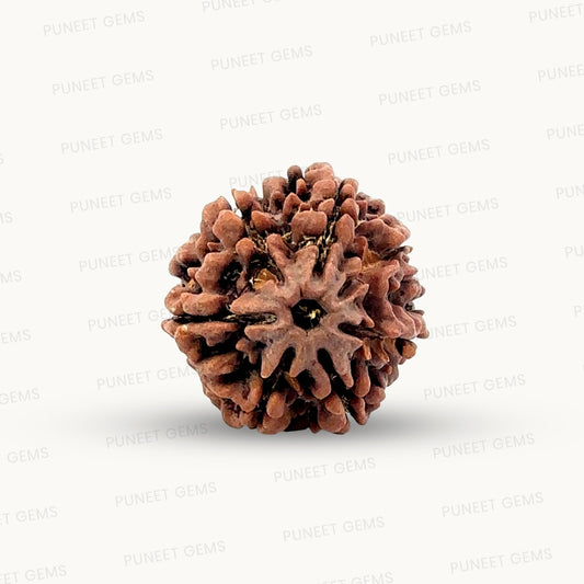 Natural 7 Mukhi Rudraksha – Wealth, Protection & Saturn Relief