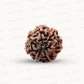 Natural 7 Mukhi Rudraksha – Wealth, Protection & Saturn Relief