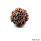 Natural 7 Mukhi Rudraksha – Wealth, Protection & Saturn Relief