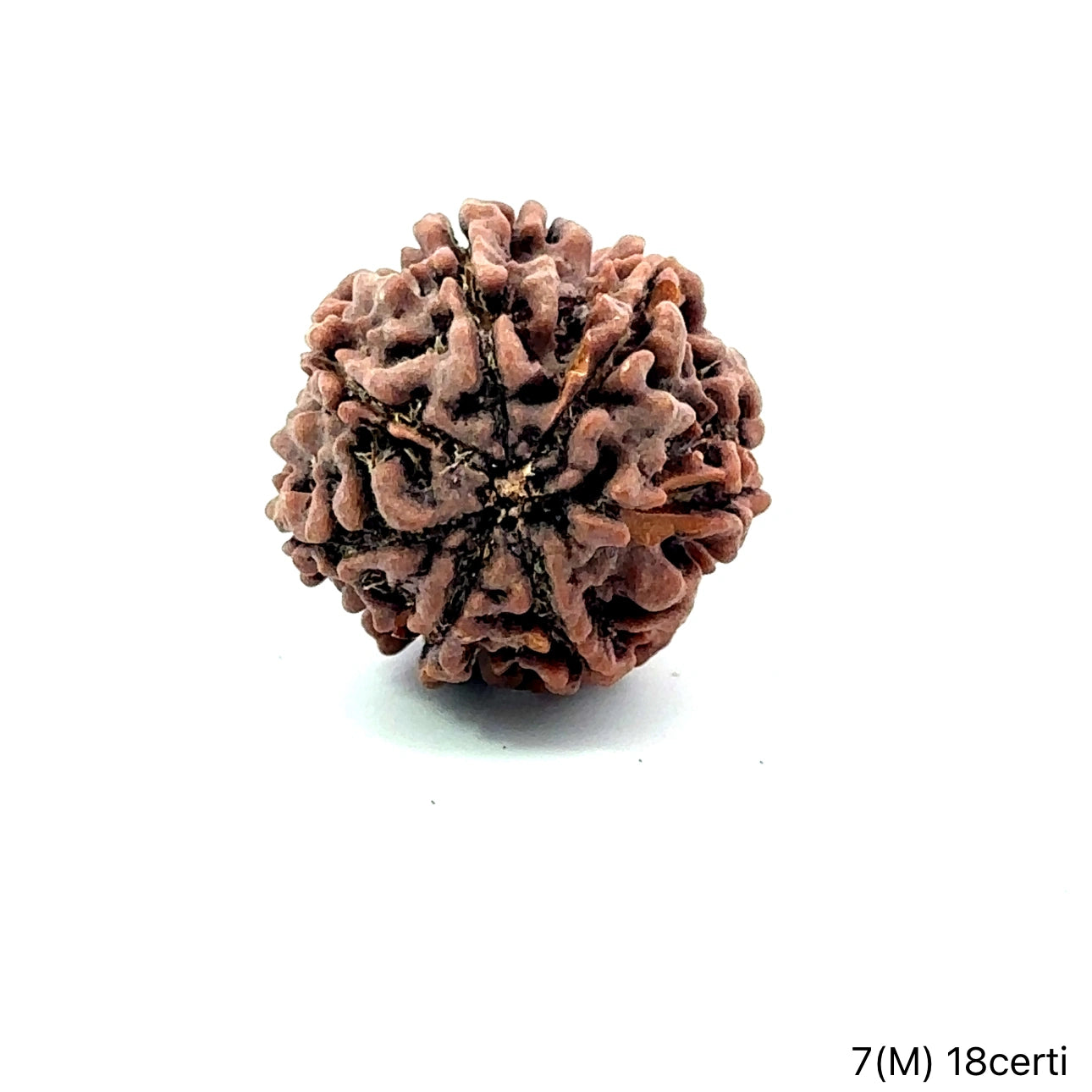 Natural 7 Mukhi Rudraksha – Wealth, Protection & Saturn Relief