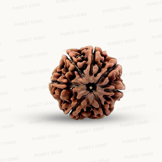 Natural 7 Mukhi Rudraksha – Wealth, Protection & Saturn Relief