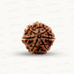 Natural 7 Mukhi Rudraksha – Wealth, Protection & Saturn Relief