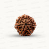 Natural 7 Mukhi Rudraksha – Wealth, Protection & Saturn Relief