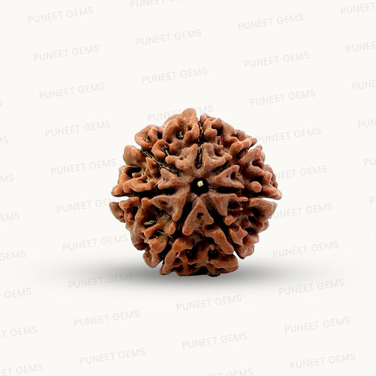 Natural 7 Mukhi Rudraksha – Wealth, Protection & Saturn Relief