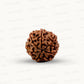 Natural 7 Mukhi Rudraksha – Wealth, Protection & Saturn Relief