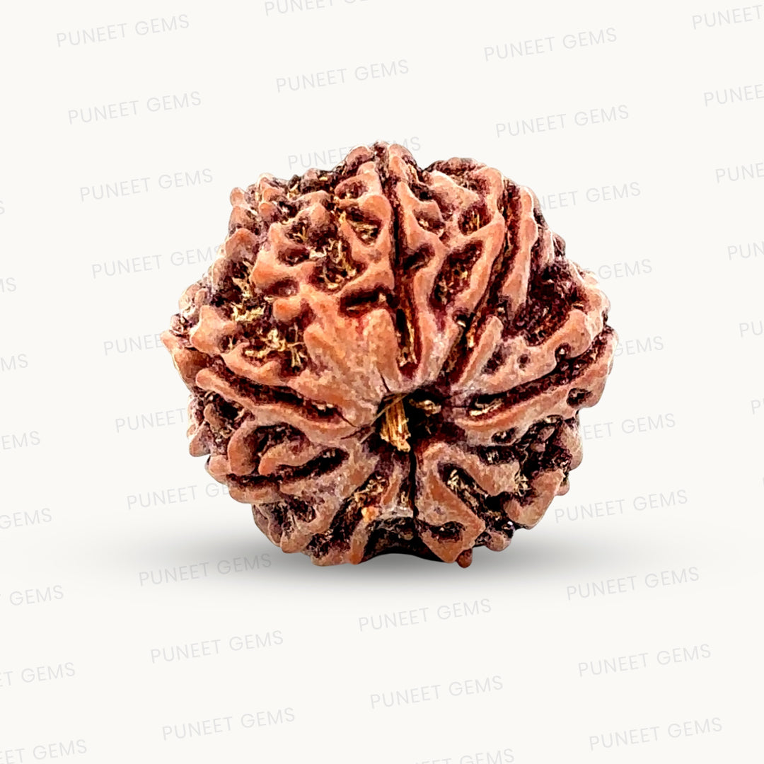 Natural 8 Mukhi Rudraksha – Symbol of Success & Wisdom