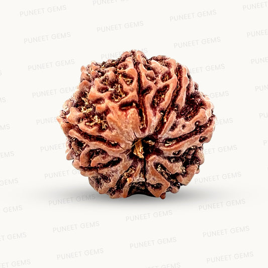 Natural 8 Mukhi Rudraksha – Symbol of Success & Wisdom