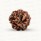 Natural 8 Mukhi Rudraksha – Symbol of Success & Wisdom