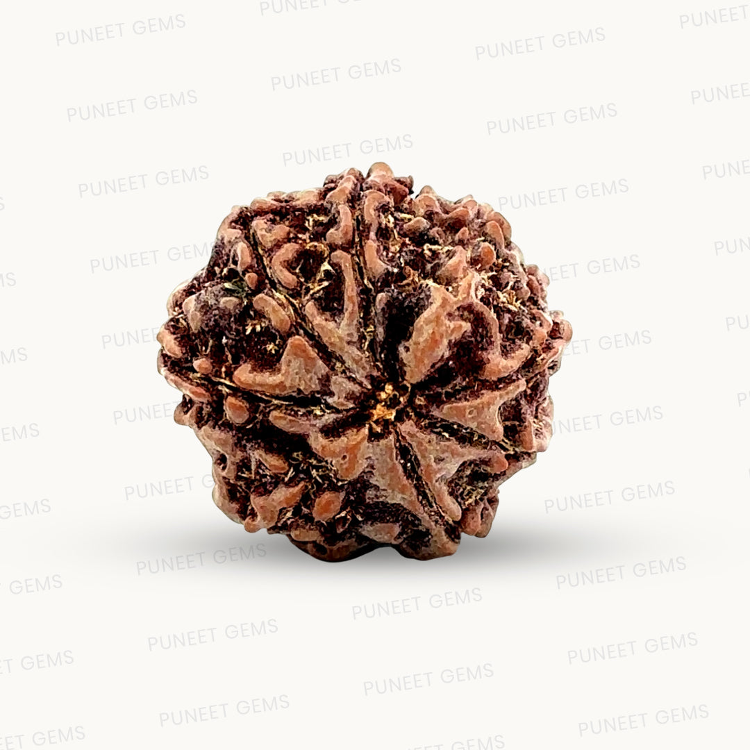 Natural 8 Mukhi Rudraksha – Symbol of Success & Wisdom