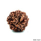 Natural 8 Mukhi Rudraksha – Symbol of Success & Wisdom