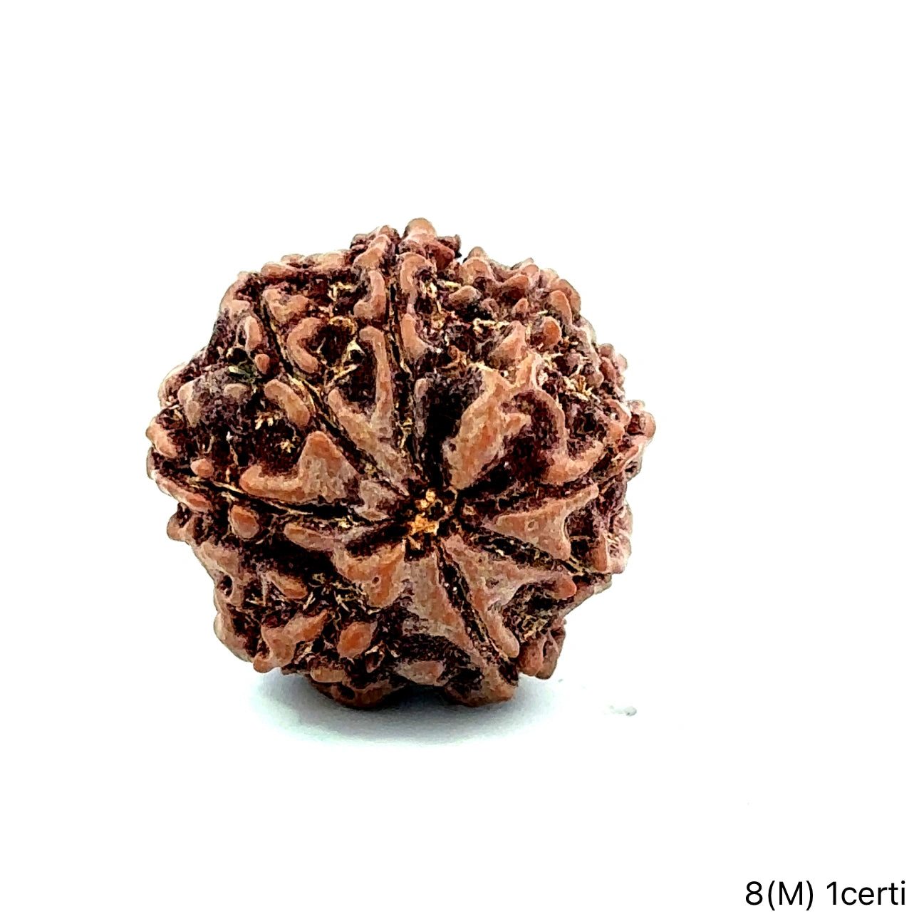 Natural 8 Mukhi Rudraksha – Symbol of Success & Wisdom