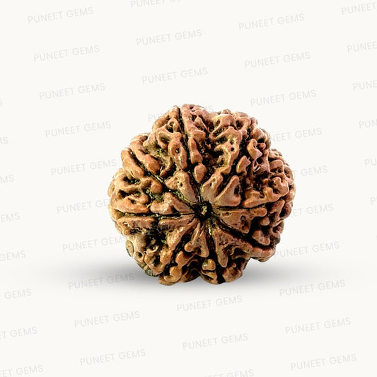 Natural 8 Mukhi Rudraksha – Symbol of Success & Wisdom