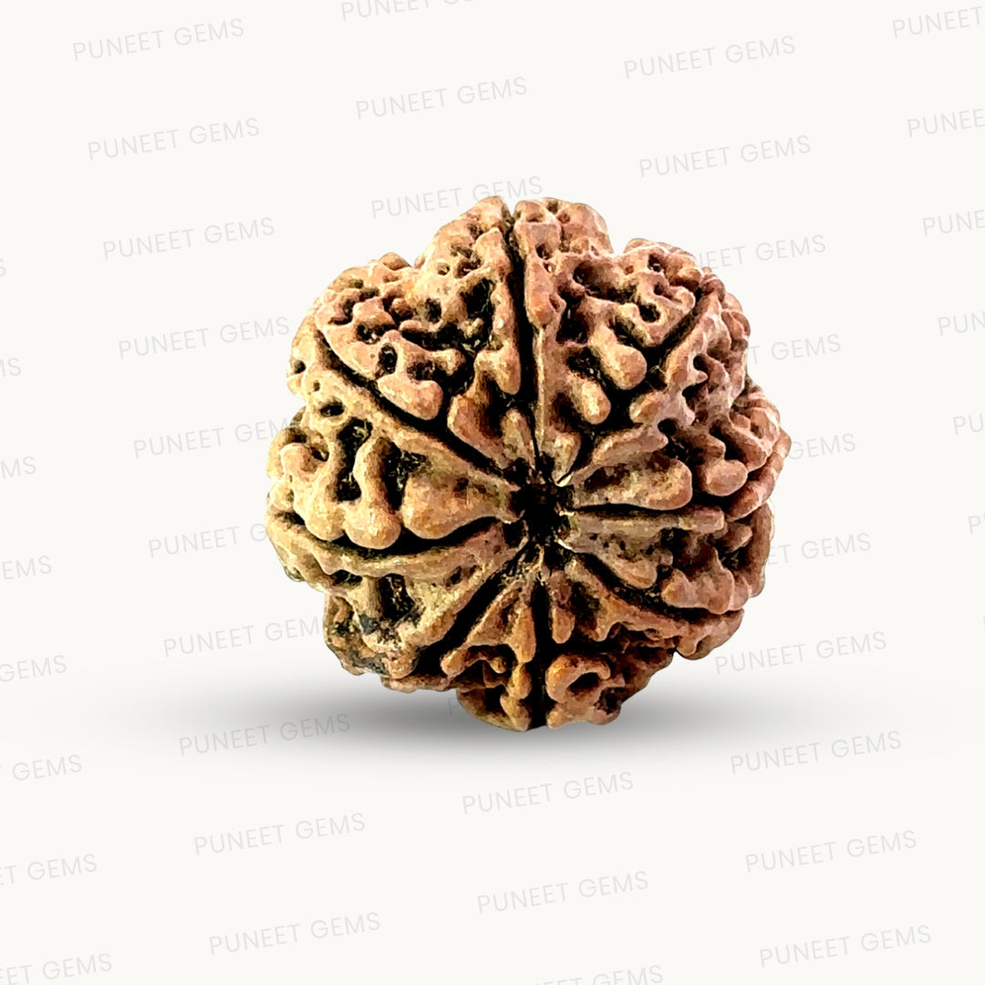 Natural 8 Mukhi Rudraksha – Symbol of Success & Wisdom