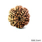 Natural 8 Mukhi Rudraksha – Symbol of Success & Wisdom