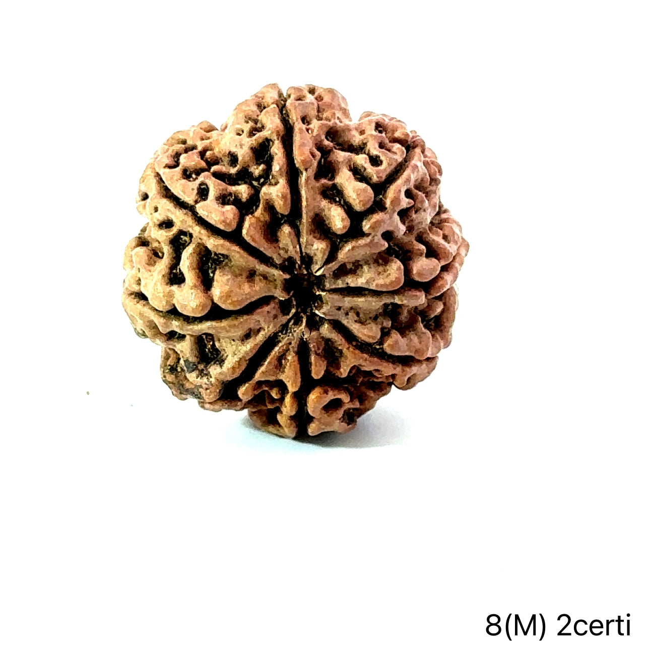 Natural 8 Mukhi Rudraksha – Symbol of Success & Wisdom