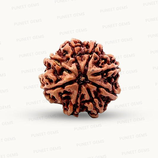 Natural 8 Mukhi Rudraksha – Symbol of Success & Wisdom