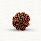 Natural 8 Mukhi Rudraksha – Symbol of Success & Wisdom