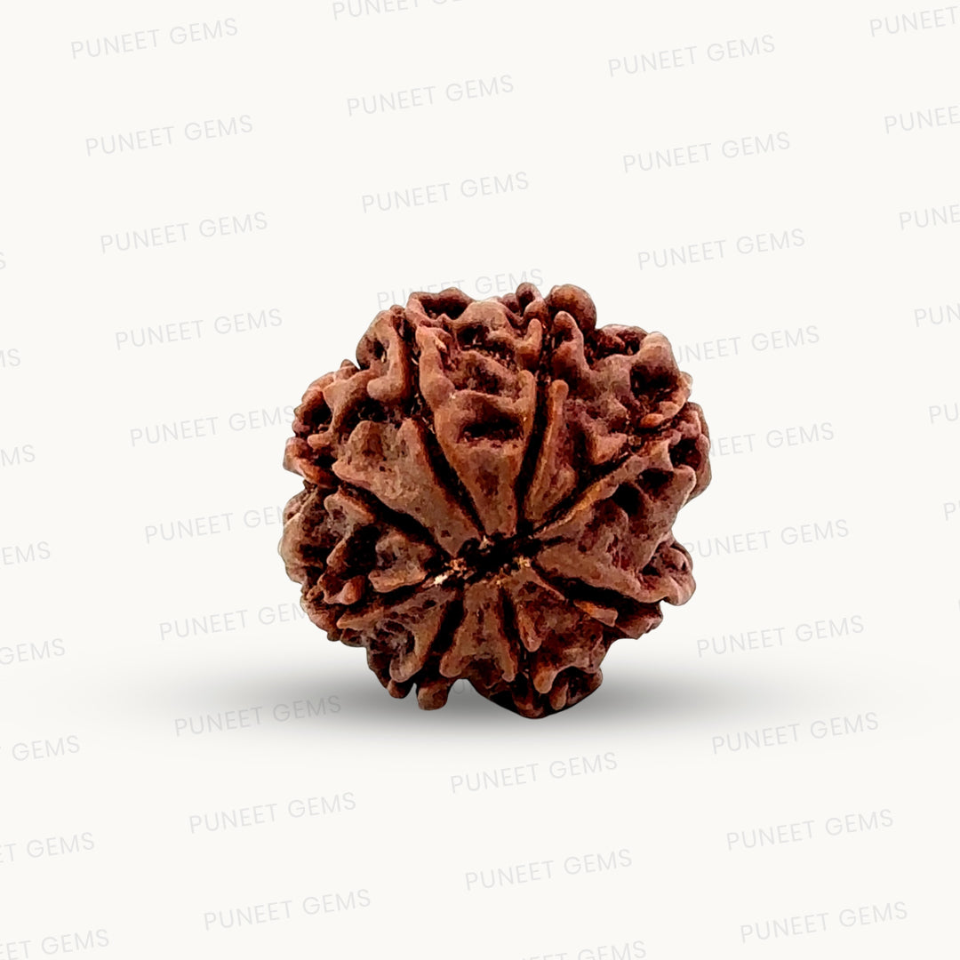 Natural 8 Mukhi Rudraksha – Symbol of Success & Wisdom