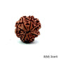 Natural 8 Mukhi Rudraksha – Symbol of Success & Wisdom
