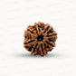 Natural 8 Mukhi Rudraksha – Symbol of Success & Wisdom