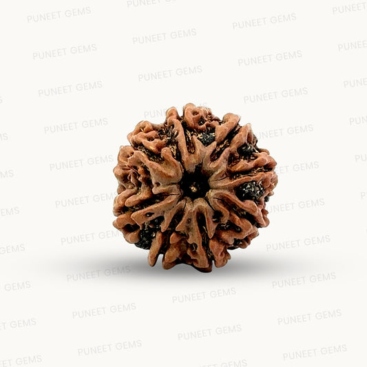 Natural 8 Mukhi Rudraksha – Symbol of Success & Wisdom