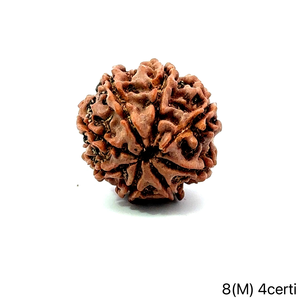 Natural 8 Mukhi Rudraksha – Symbol of Success & Wisdom
