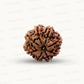 Natural 8 Mukhi Rudraksha – Symbol of Success & Wisdom
