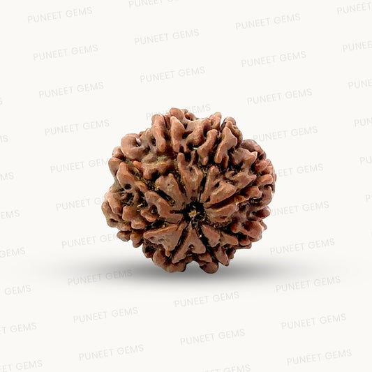 Natural 8 Mukhi Rudraksha – Symbol of Success & Wisdom