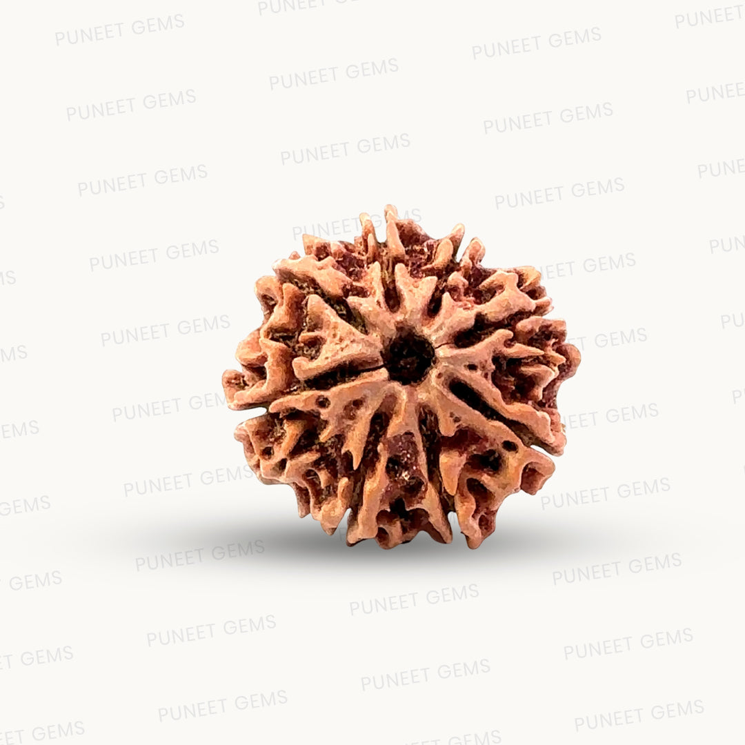 Natural 8 Mukhi Rudraksha – Symbol of Success & Wisdom