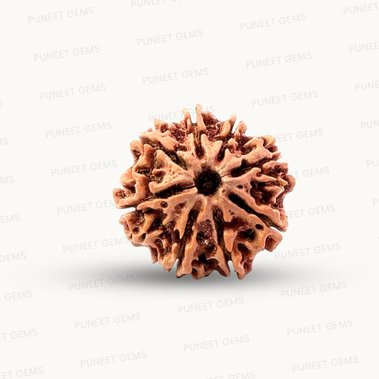 Natural 8 Mukhi Rudraksha – Symbol of Success & Wisdom