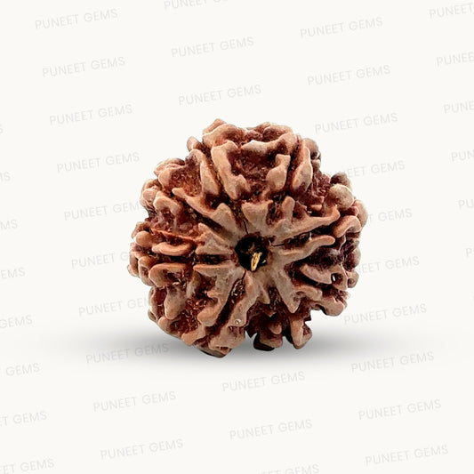 Natural 8 Mukhi Rudraksha – Symbol of Success & Wisdom