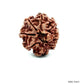 Natural 8 Mukhi Rudraksha – Symbol of Success & Wisdom