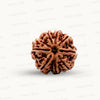 Natural 8 Mukhi Rudraksha – Symbol of Success & Wisdom