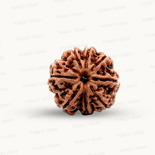 Natural 8 Mukhi Rudraksha – Symbol of Success & Wisdom