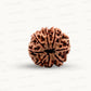 Natural 8 Mukhi Rudraksha – Symbol of Success & Wisdom