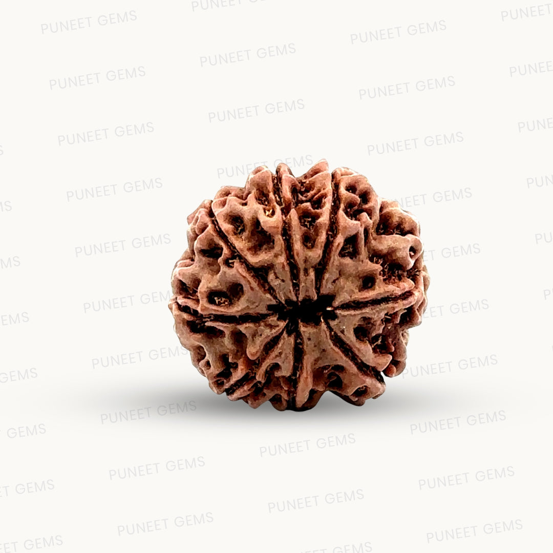 Natural 8 Mukhi Rudraksha – Symbol of Success & Wisdom