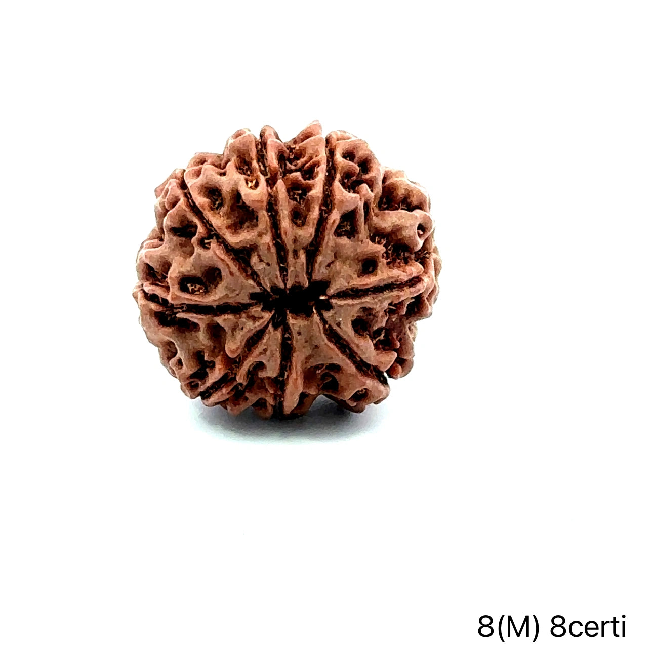 Natural 8 Mukhi Rudraksha – Symbol of Success & Wisdom
