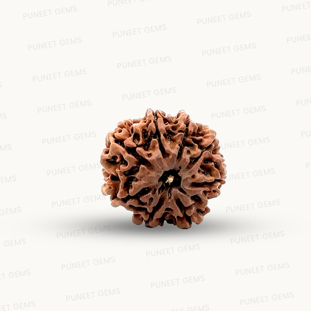 Natural 8 Mukhi Rudraksha – Symbol of Success & Wisdom