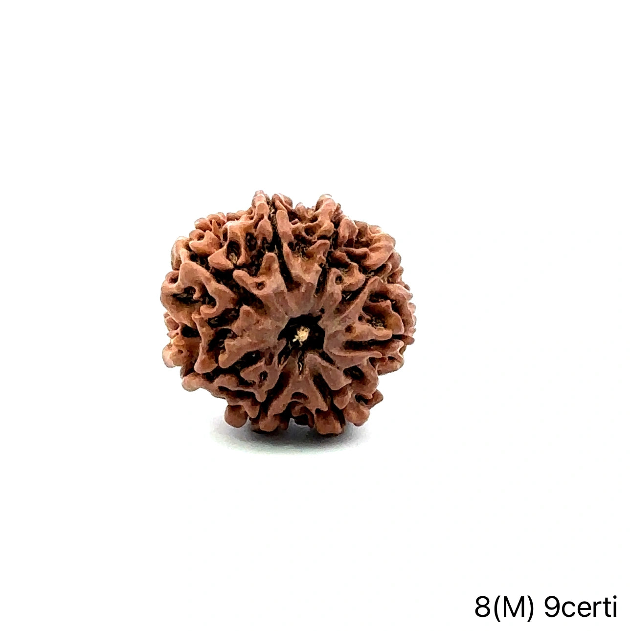 Natural 8 Mukhi Rudraksha – Symbol of Success & Wisdom
