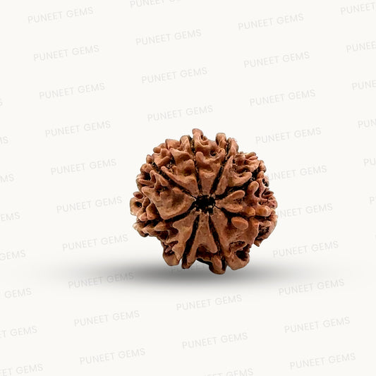 Natural 8 Mukhi Rudraksha – Symbol of Success & Wisdom