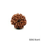 Natural 8 Mukhi Rudraksha – Symbol of Success & Wisdom