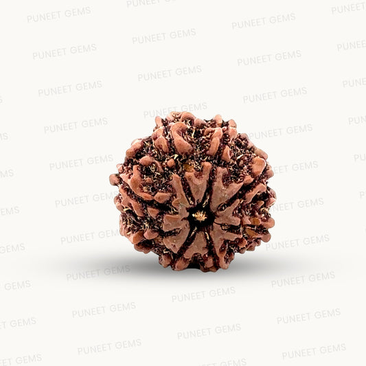 Natural 8 Mukhi Rudraksha – Symbol of Success & Wisdom