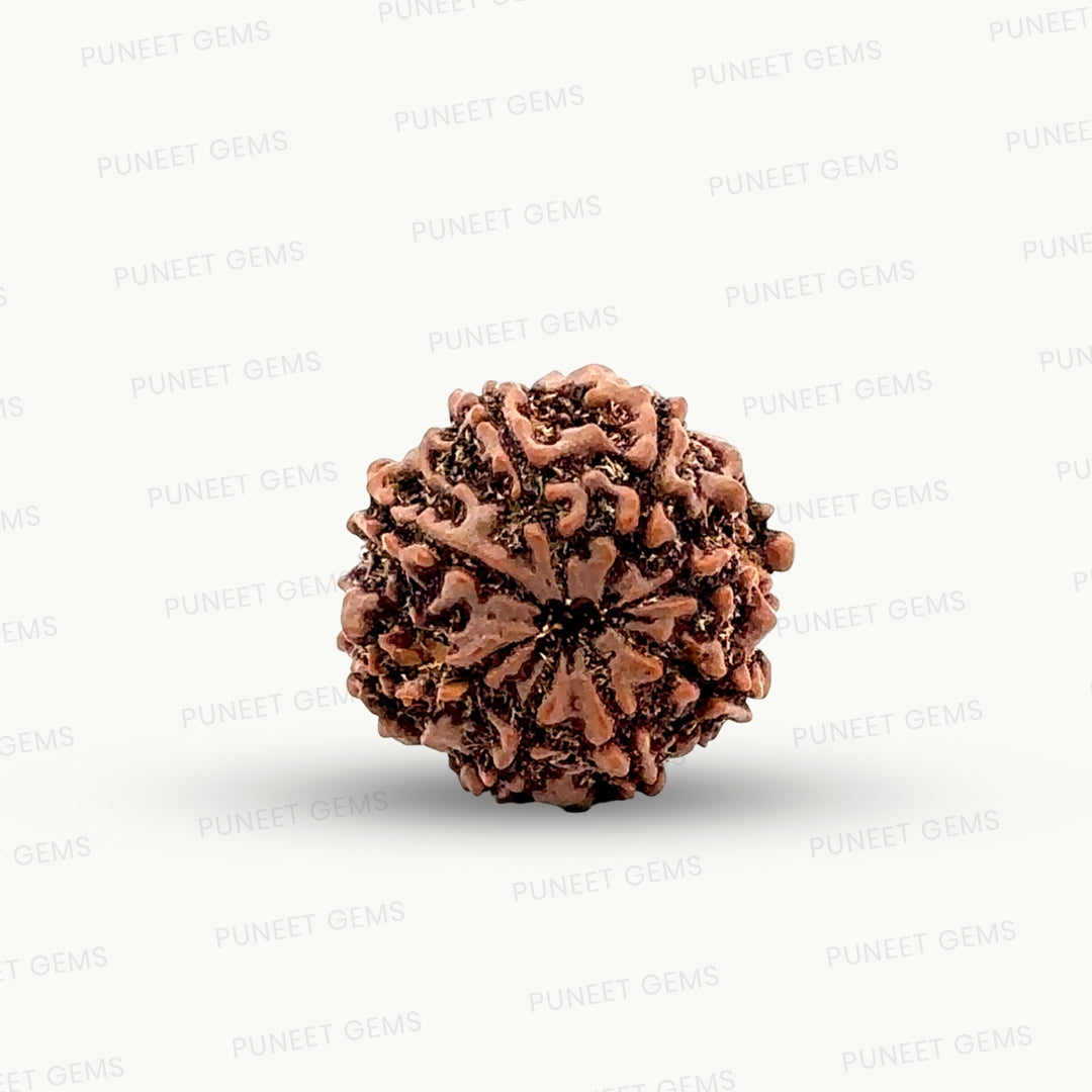 Natural 8 Mukhi Rudraksha – Symbol of Success & Wisdom