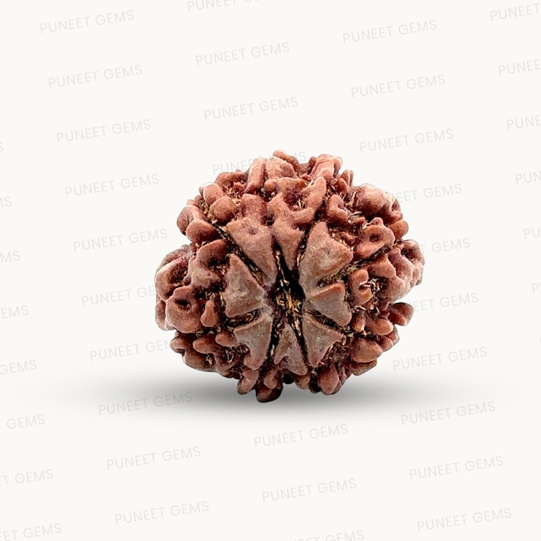 Natural 8 Mukhi Rudraksha – Symbol of Success & Wisdom